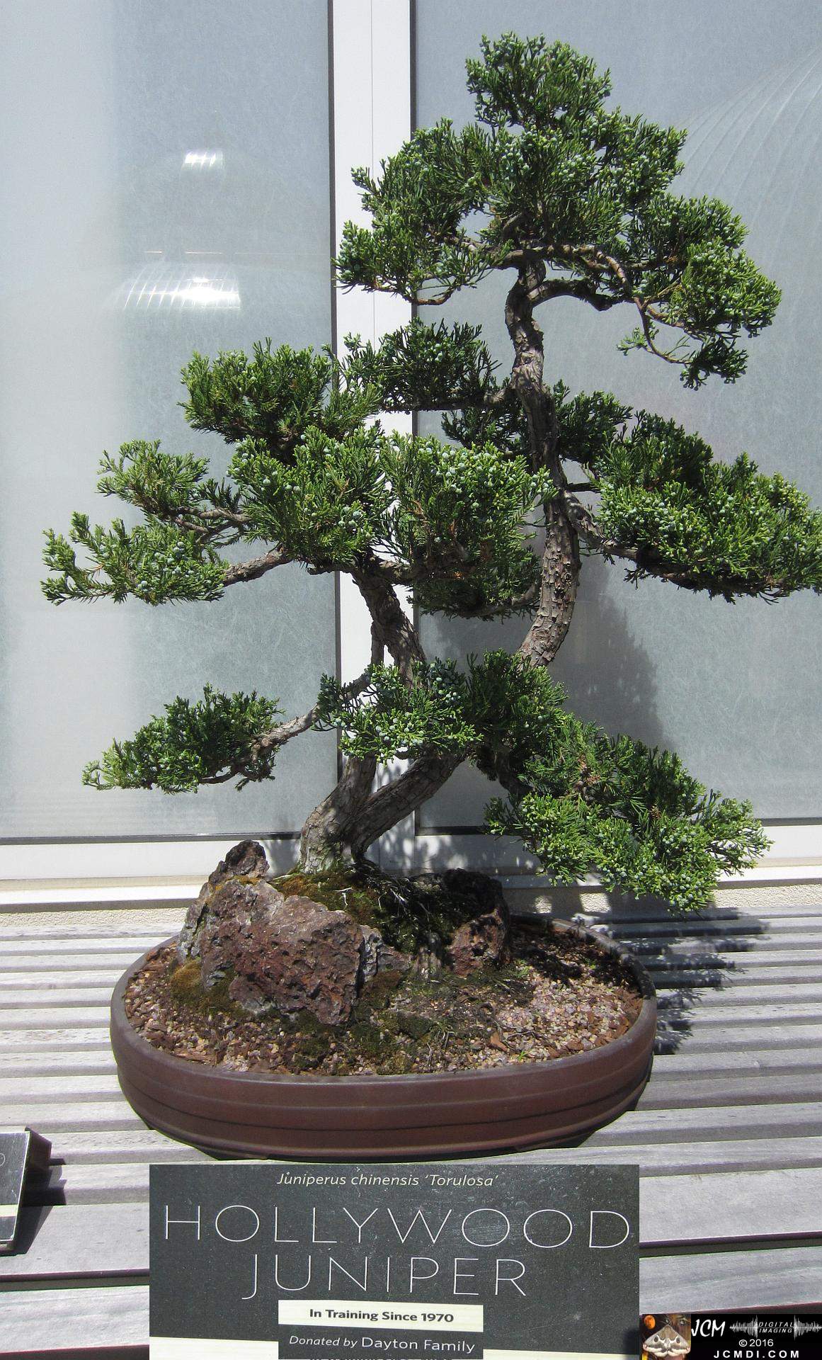 Como Zoo conservatory, MN bonsai tree 1970